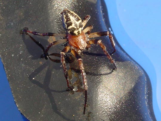 Schilfradspinne, Larinioides cornutus