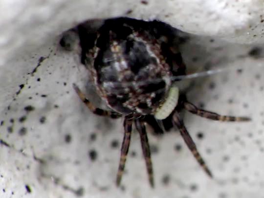 Brückenkreuzspinne, Larinioides sclopetarius
