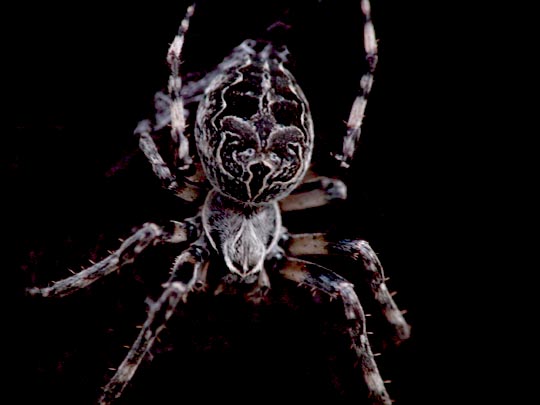 Brückenkreuzspinne, Larinioides sclopetarius