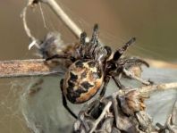 Schilfradspinne, Larinioides cornutus