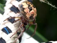 Schilfradspinne, Larinioides cornutus