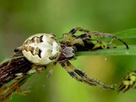 Schilfradspinne, Larinioides cornutus