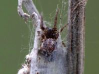 Schilfradspinne, Larinioides cornutus
