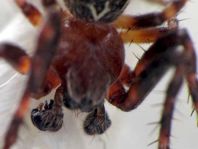 Brückenkreuzspinne, Larinioides sclopetarius