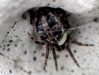 Brückenkreuzspinne, Larinioides sclopetarius