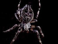 Brückenkreuzspinne, Larinioides sclopetarius