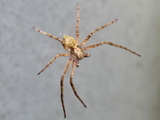 Laufspinne, Philodromus