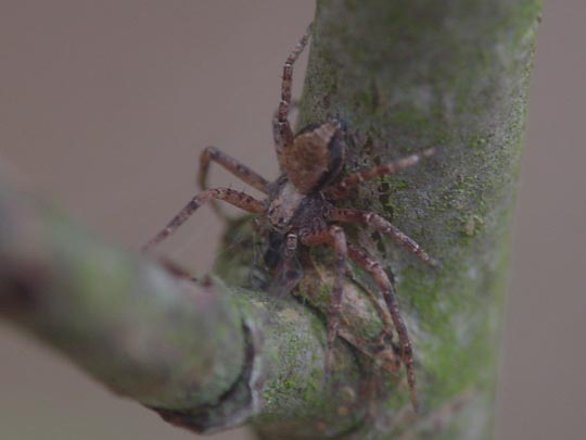 Laufspinne, Philodromus
