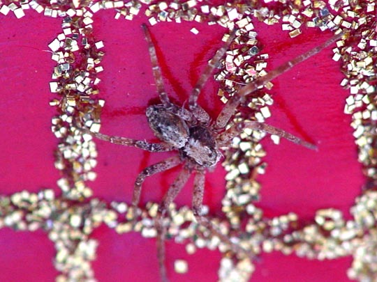 Laufspinne, Philodromus