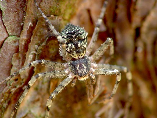 Laufspinne, Philodromus