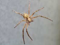 Laufspinne, Philodromus