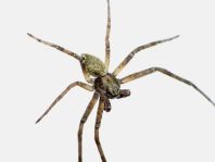 Laufspinne, Philodromus