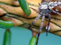 Laufspinne, Philodromus