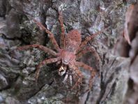 Laufspinne, Philodromus