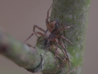 Laufspinne, Philodromus