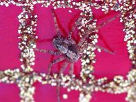 Laufspinne, Philodromus