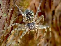 Laufspinne, Philodromus