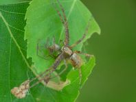 Laufspinne, Philodromus