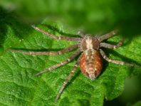 Laufspinne, Philodromus