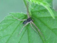 Philodromus dispar