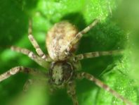 Laufspinne, Philodromus