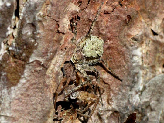 Philodromus margaritatus