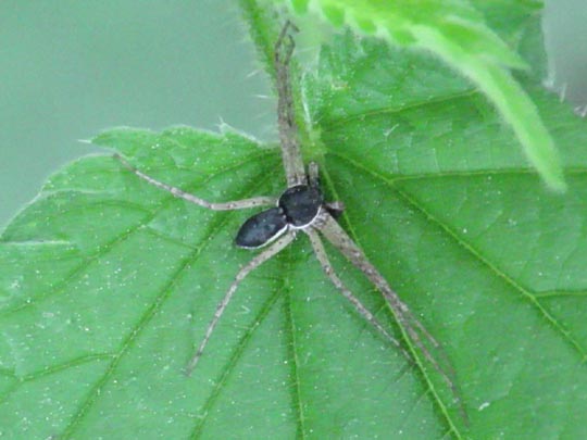 Philodromus dispar
