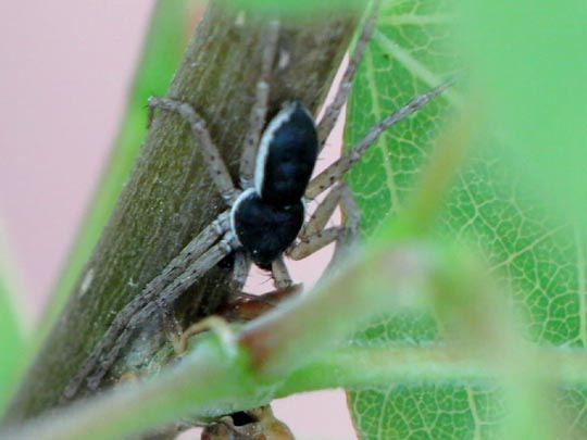 Philodromus dispar