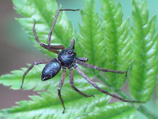 Philodromus dispar