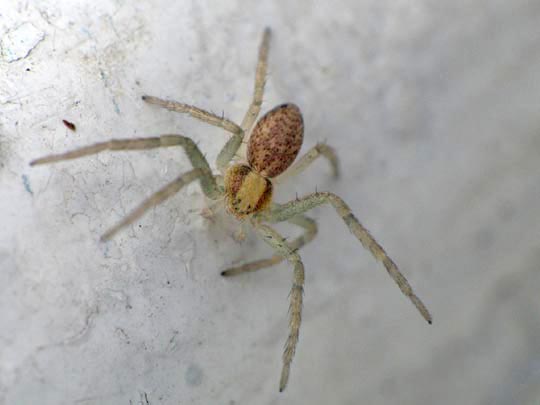 Laufspinne, Philodromus