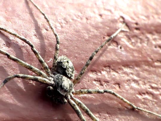 Philodromus margaritatus