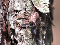 Laufspinne, Philodromus