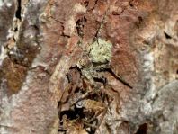 Philodromus margaritatus