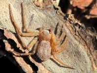 Laufspinne, Philodromus