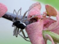 Philodromus dispar