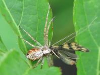 Laufspinne, Philodromus