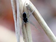 Philodromus dispar