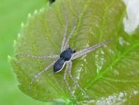 Philodromus dispar