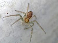 Laufspinne, Philodromus