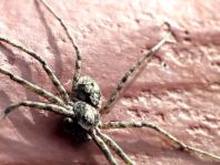 Philodromus margaritatus