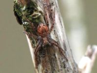 Laufspinne, Philodromus