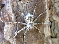 Philodromus margaritatus