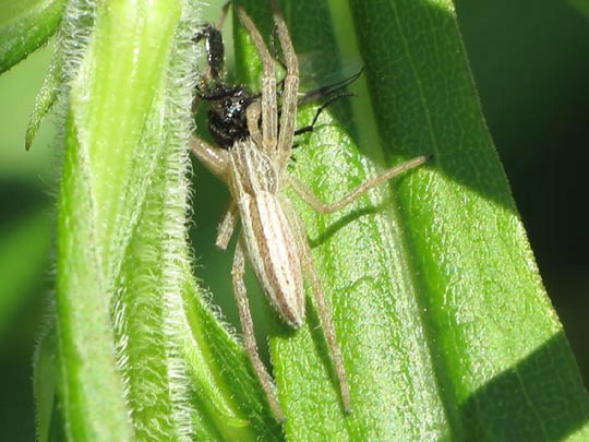 Tibellus
