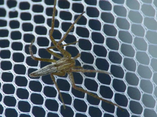 Tibellus
