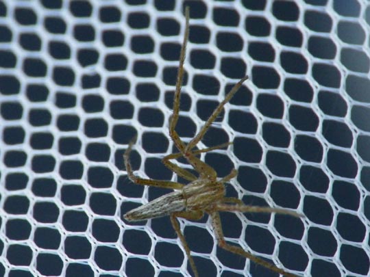 Tibellus
