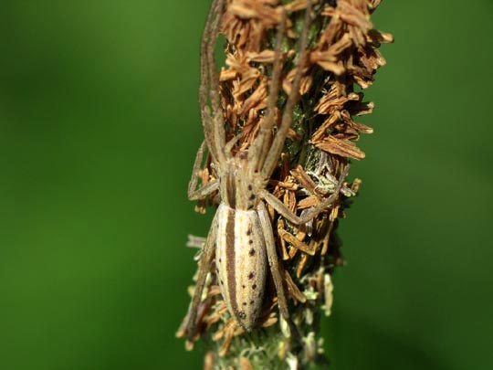 Tibellus sp.