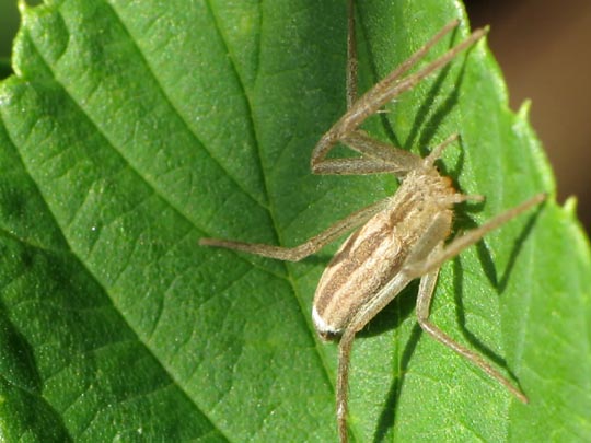Tibellus