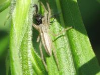 Tibellus