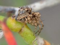 cf. Oxyopes kraepelinorum