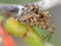 cf. Oxyopes kraepelinorum